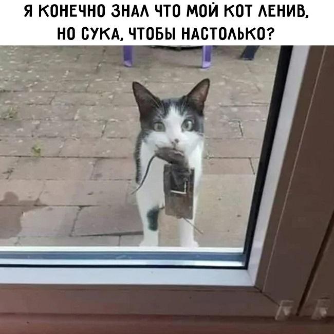 Прикольная картинка